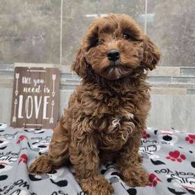 Cavapoo