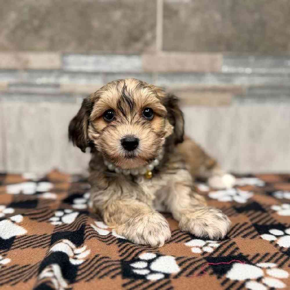 Female Yochon Puppy for Sale in New Haven, CT