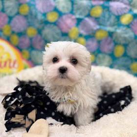 Maltese