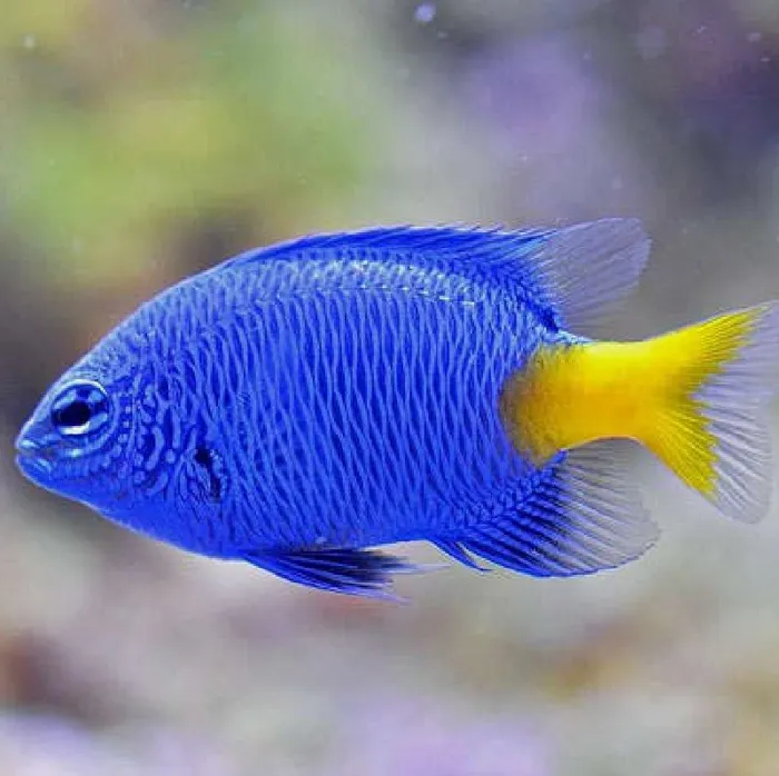 Unknown Yellow-Tail Blue Damsel Saltwater Fish for sale image