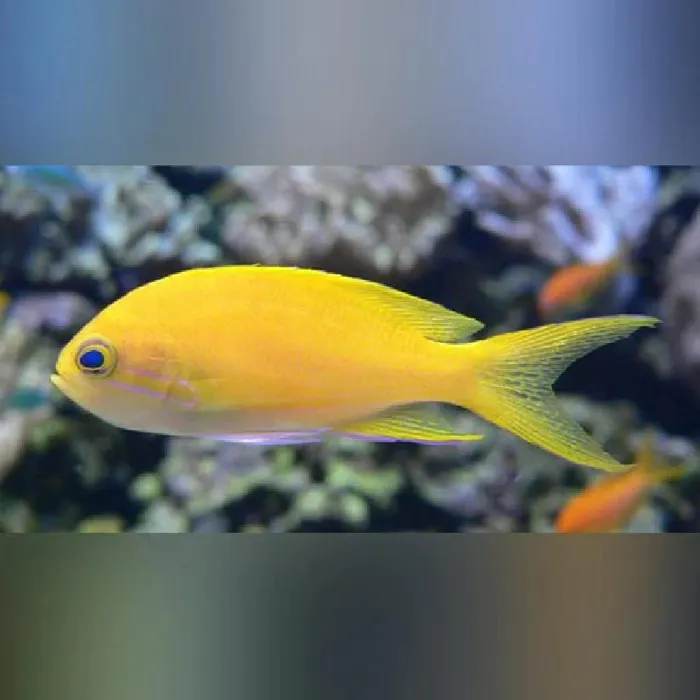 Unknown Yellow Anthias Saltwater Fish for sale image