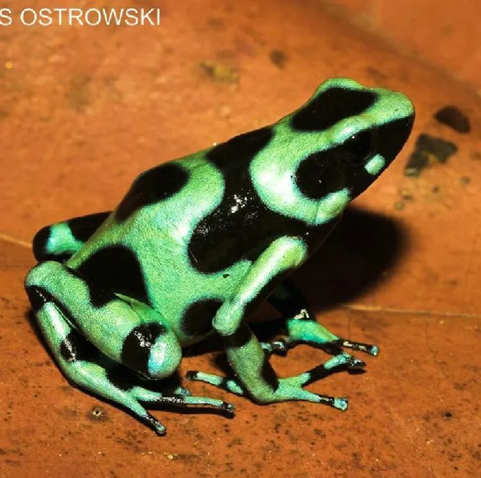 Unknown Dart Frog Amphibian for sale