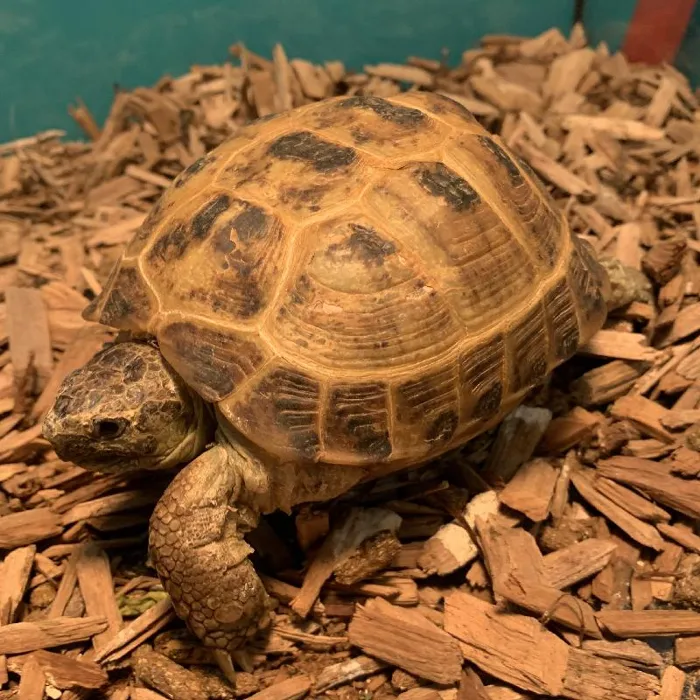 Male Russian Tortoise Reptile for Sale in New Haven, CT image