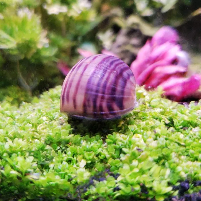 Unknown Lavender Mystery Snail Freshwater Fish for sale image
