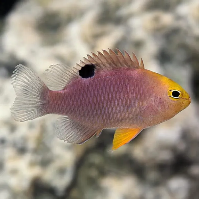 Unknown Pink Damsel Saltwater Fish for sale image
