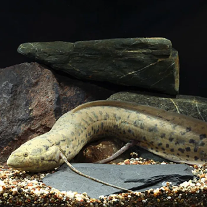 Unknown African Lungfish Freshwater Fish for Sale in New Haven, CT image