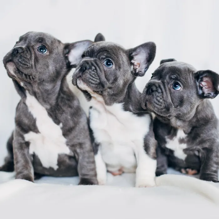 French Bulldog Puppies for Sale image