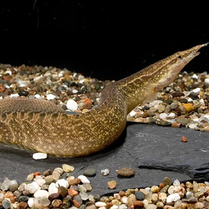 Unknown Zig Zag Eel Freshwater Fish for sale image