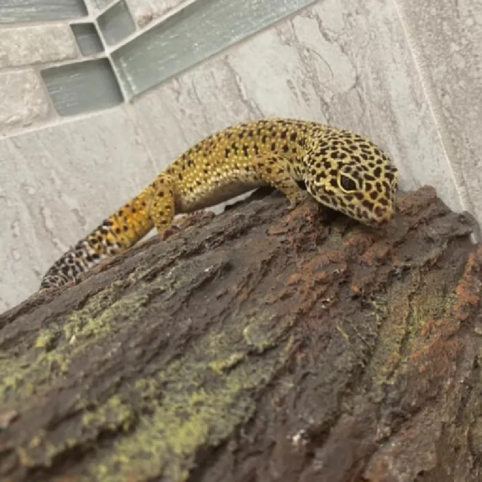 Female Leopard Gecko Reptile for sale image