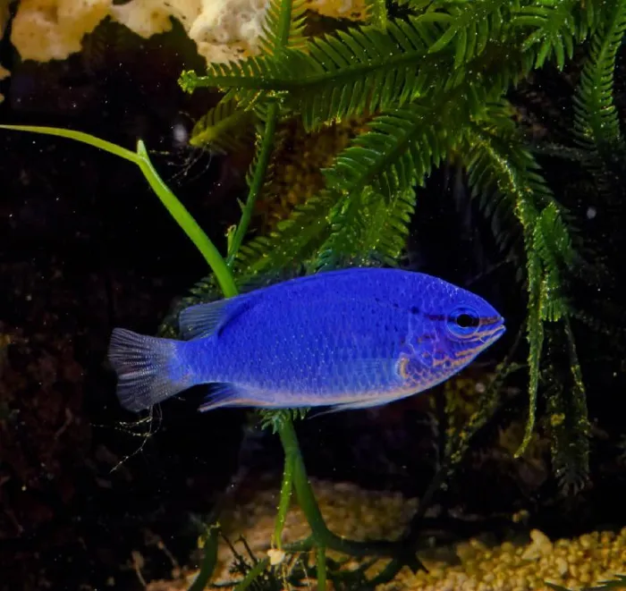 Unknown Fiji Blue Devil Damsel Saltwater Fish for sale image