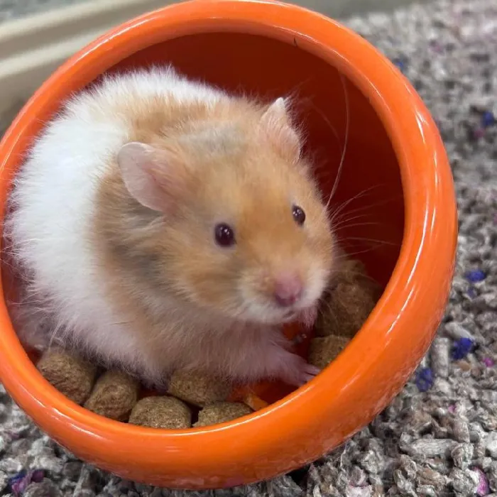 Unknown Teddy Bear Hamster Small Animal for Sale in New Haven, CT image