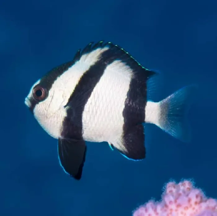 Unknown Three Striped Damsel Saltwater Fish for sale image