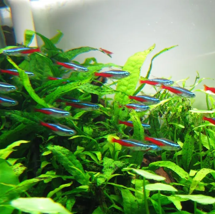 Unknown Neon Tetra Freshwater Fish for sale image