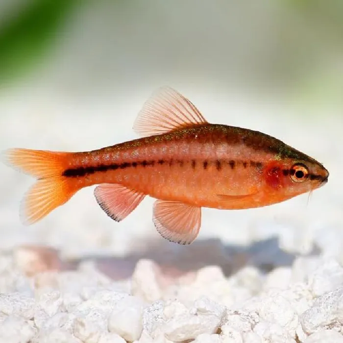 Unknown Cherry Barb Freshwater Fish for sale image