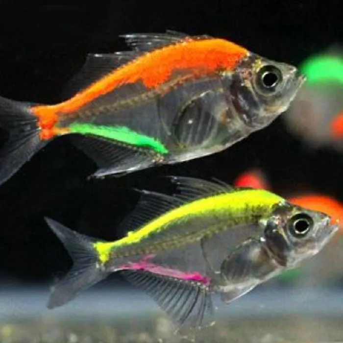 Unknown Painted Glass Fish Freshwater Fish for sale image