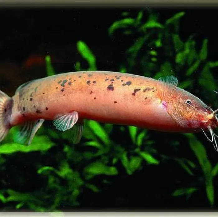 Unknown Electric Catfish Freshwater Fish for Sale in New Haven, CT image