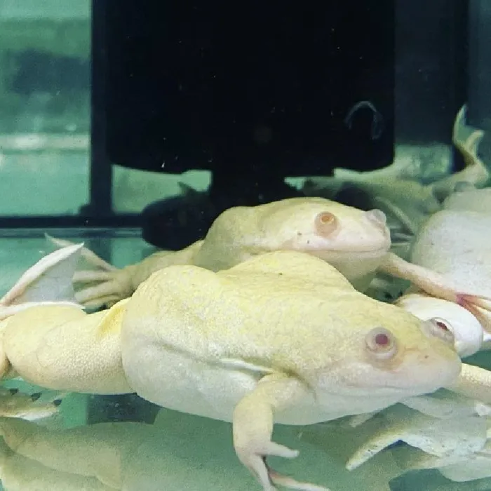 Unknown Albino African Clawed Frog Freshwater Fish for sale image