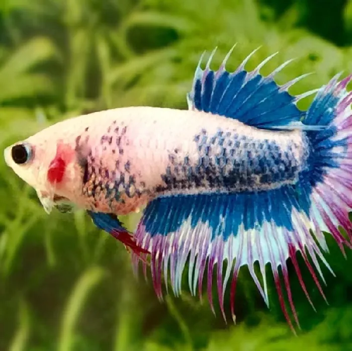 Unknown Female Crowntail Betta Freshwater Fish for sale image