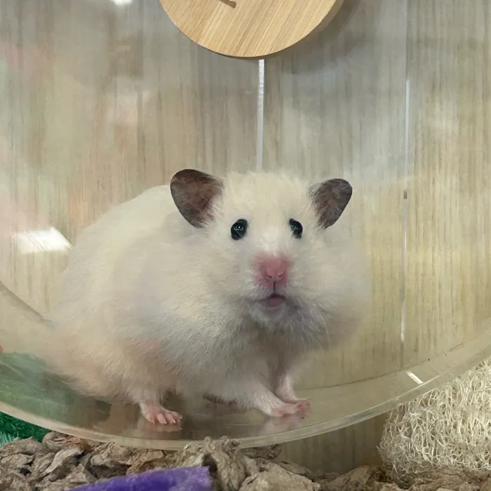 Small Animal for sale