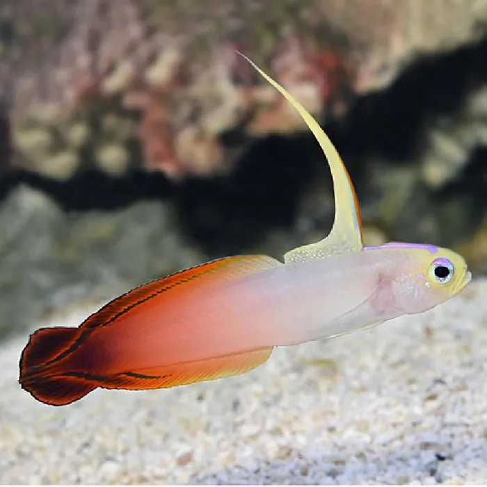 Saltwater Fish for sale
