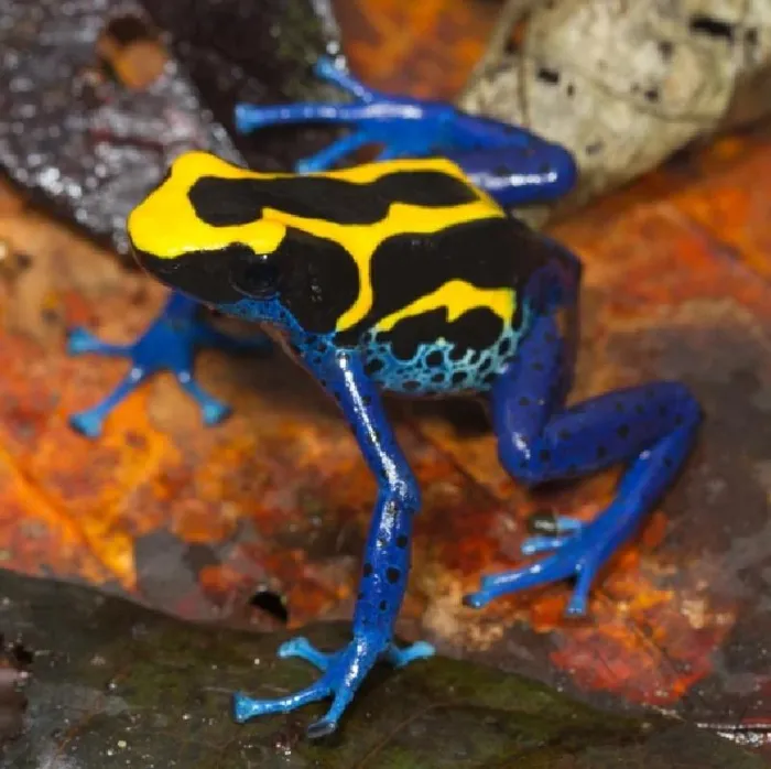 Amphibian for sale
