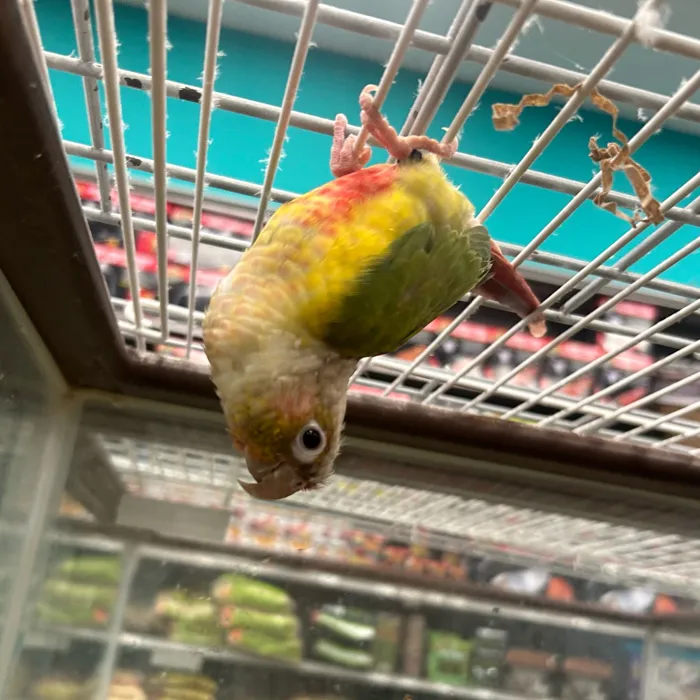 Bird for sale