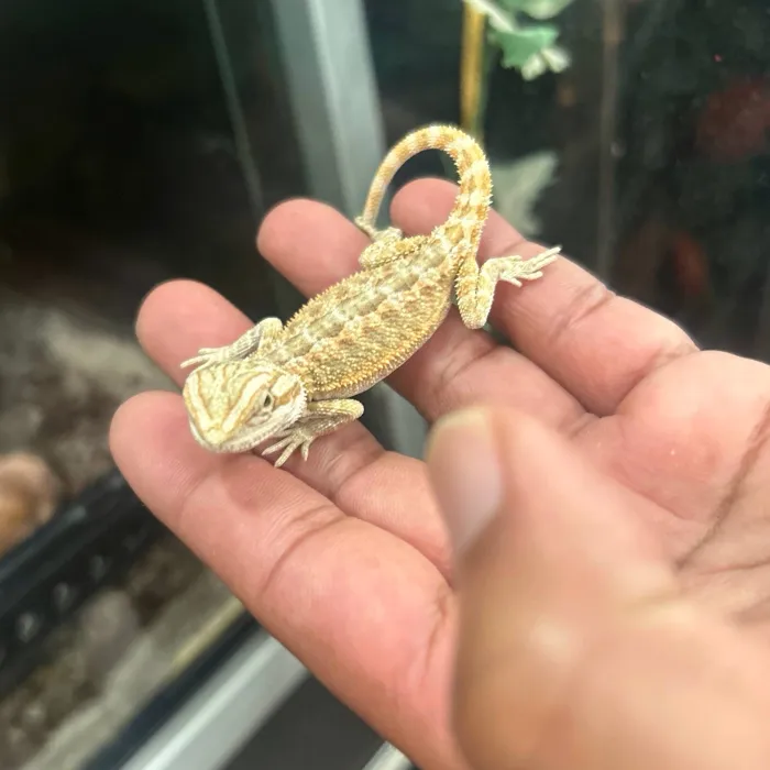 Reptile for sale