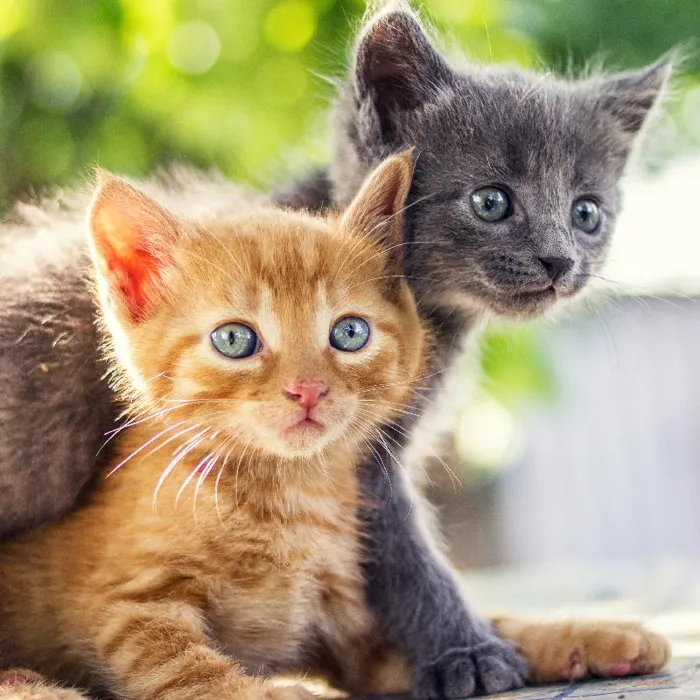 Kitten for sale