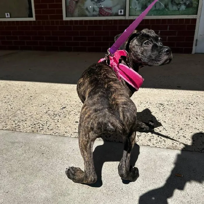 Male Cane Corso puppy named Diezel for sale at New Haven.
