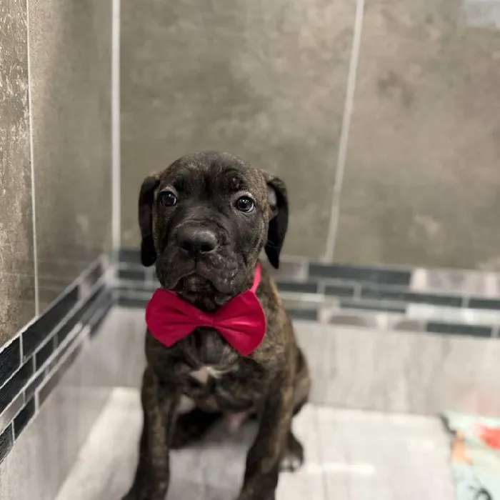 Male Cane Corso puppy named Diezel for sale at New Haven.
