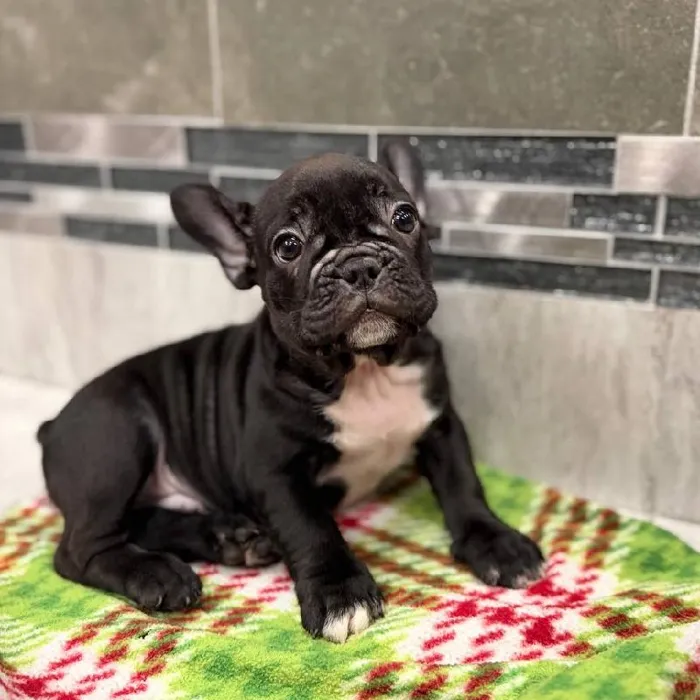 Male French Bulldog puppy named Knight for sale at New Haven.