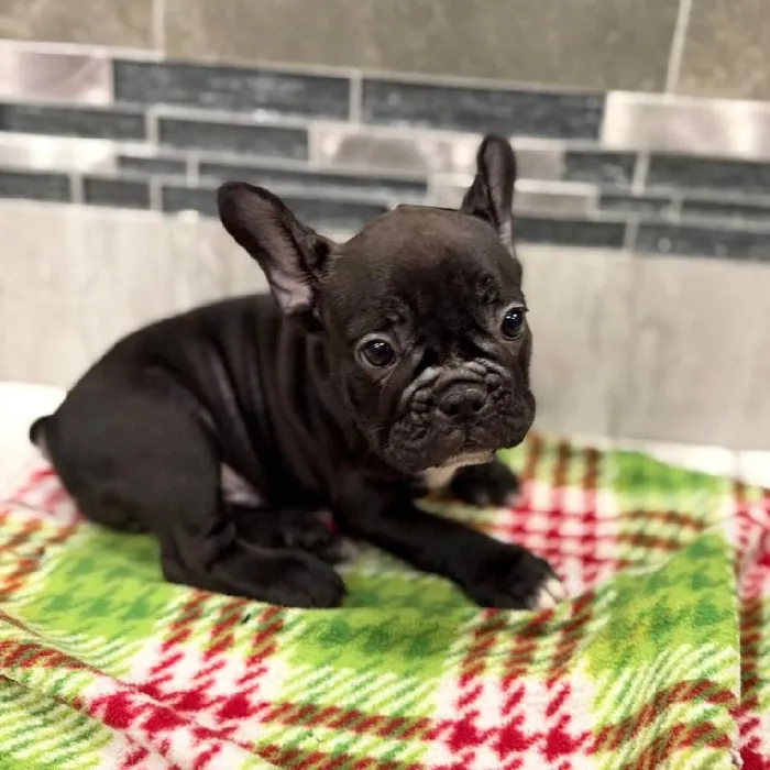 Male French Bulldog puppy named Knight for sale at New Haven.