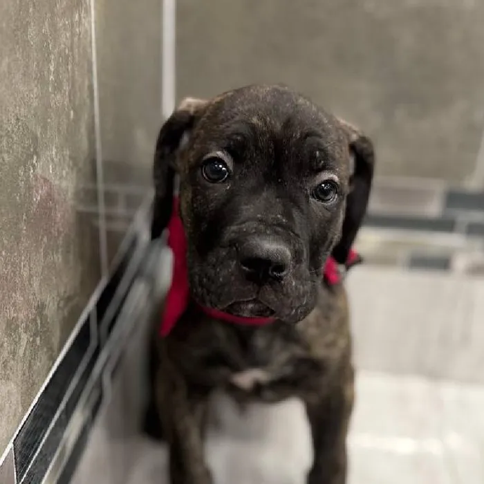Male Cane Corso puppy named Diezel for sale at New Haven.