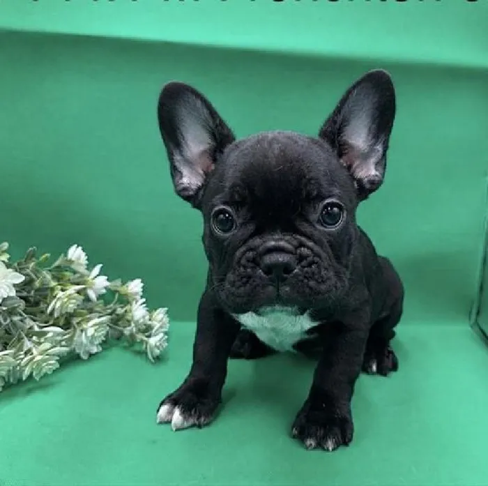 Male French Bulldog puppy named Knight for sale at New Haven.