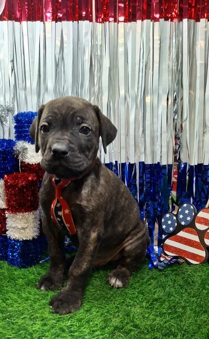 Male Cane Corso puppy named Diezel for sale at New Haven.
