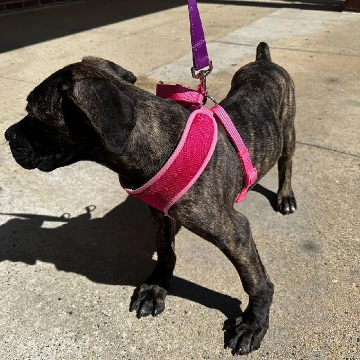 Male Cane Corso puppy named Diezel for sale at New Haven.