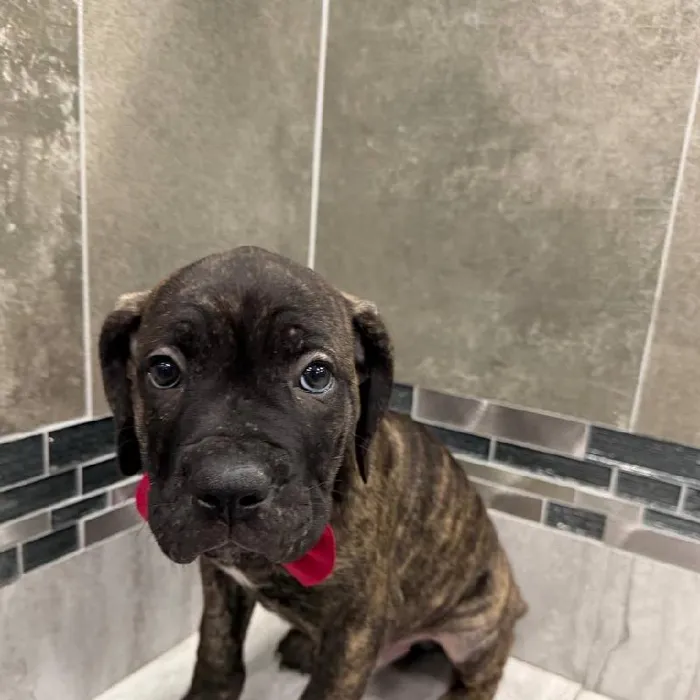 Male Cane Corso puppy named Diezel for sale at New Haven.