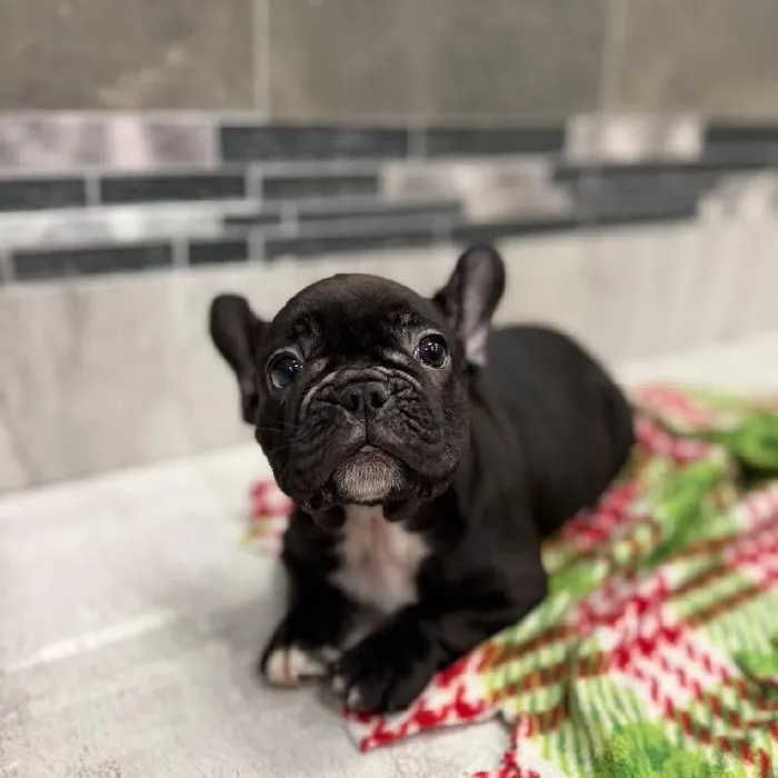 Male French Bulldog puppy named Knight for sale at New Haven.