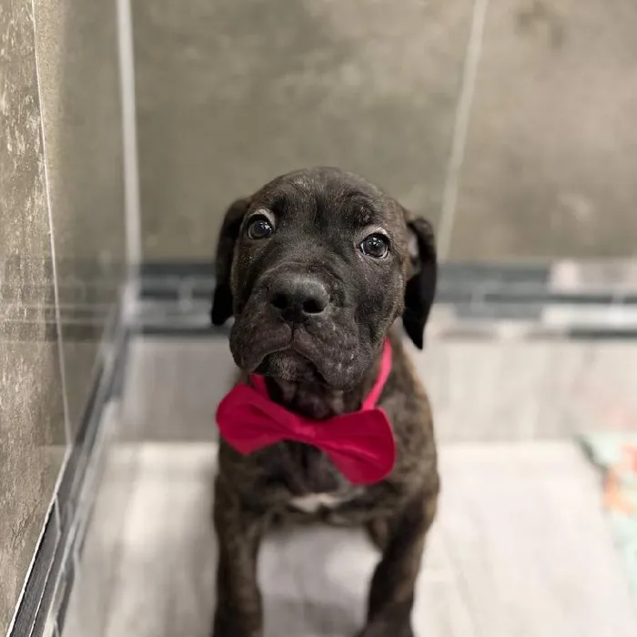 Male Cane Corso puppy named Diezel for sale at New Haven.