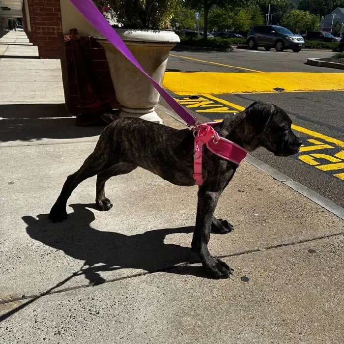 Male Cane Corso puppy named Diezel for sale at New Haven.