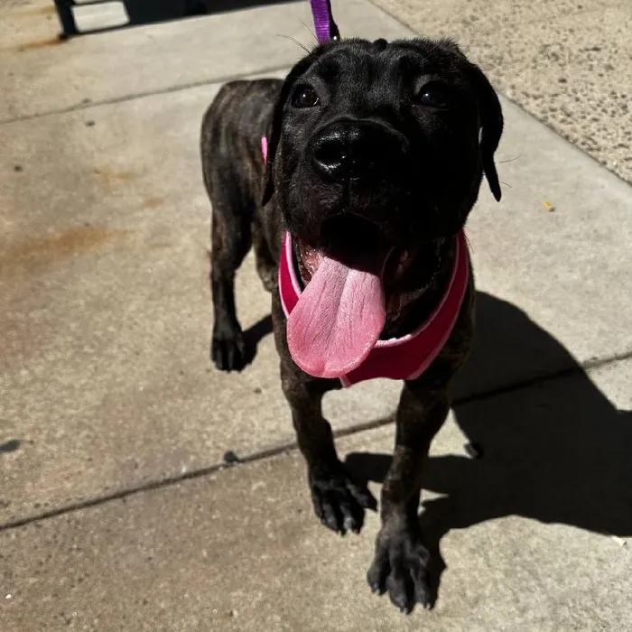 Male Cane Corso puppy named Diezel for sale at New Haven.