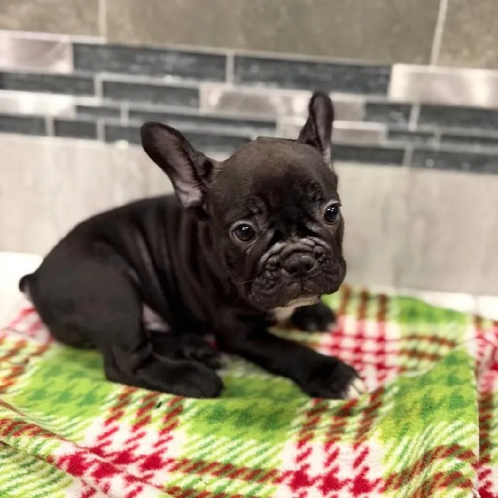 Male French Bulldog puppy named Knight for sale at New Haven.