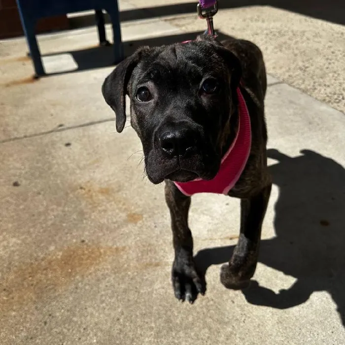 Male Cane Corso puppy named Diezel for sale at New Haven.